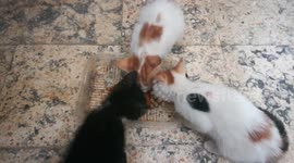 Sofi kitty 1st time try Vegetables Food