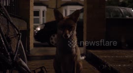 Cute curious fox makes a new friend in London to the sound of a singing man passing by