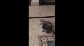 My 2 Beautiful Kittens Playing In Morning