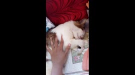 I thought my cat is dead?