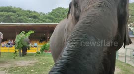 Curious elephant swipes at watching tourists at Malay safari park