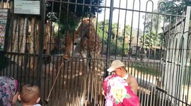 Giraffe Lined In Cage To Get Raw Food With Her Tounge