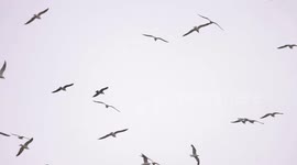 Rare Footage Of Thousands of Seagulls Swarming The Skies Above Cerro De Alcala