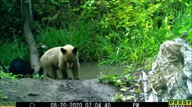 American black bear mama seen with two differently coloured cubs