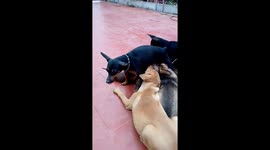 Poor mother dog got milked by 5 big dogs