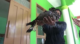Indonesian jungle and animal lovers community has succeeded in securing protected animals from the bido eagle