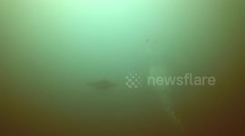 Entangled manta ray asks diver for help off coast of Mexico