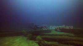 Entangled Manta Ray Swims to Diver for Help