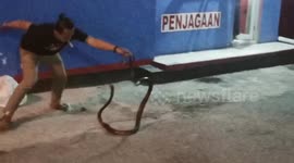 Rescue team shows bizarre way of catching and releasing a king cobra