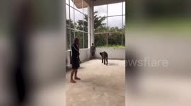 Baby elephant rescued after becoming separated from herd during Typhoon Noul in Thailand