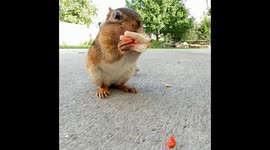 This chipmunk eating a miniature sandwich will make you forget about 2020