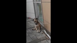 This dog probably didn't sleep well last night. He seems sleepy!
