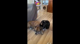 Dog wants no part with cat during playtime