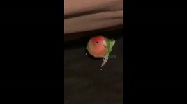 Bubbly parrot will only dance along to songs about birds