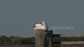 Now that’s a yawn! Australian Pelican dozing on a post wakes briefly to preen, stretch and yawn.