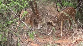 Fight for the female deer and territory in the deer kingdom was captured on camera in Southern India