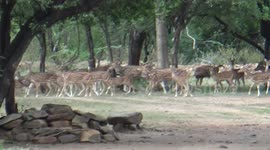 Brutal deer fight caught on camera in Southern India