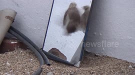 Sparrows fighting with their own reflection in Southern India