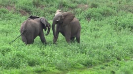 Two bull elephants fight for best spot at watering hole in South Africa