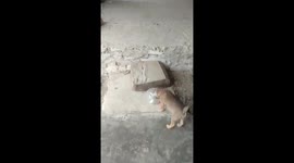 Dog gets head stuck in plastic box after trying to get biscuits