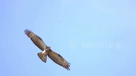 Rarely-seen hawk excites wildlife photographer