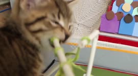 Kittens Play and Destroy Homemade Lockdown Football Pitch Project