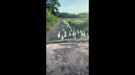 Dozens of ducks walk along road blocking car behind in Vietnam
