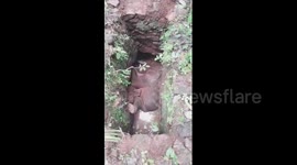 Baby elephant rescued after falling into garbage pit in southern India