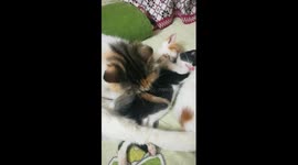 How Caring Ageila Mummy Cat To Her Triplets