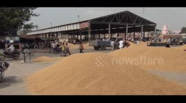 Rice harvest sorted into giant piles before going to market in India