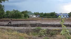 Ducks hold up traffic after finishing long day at work in paddy fields in Thailand
