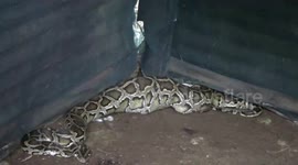Python caught raiding poultry farm regurgitates a goose