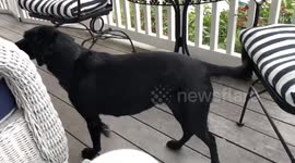 Rescued Dog finds love of her life