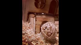 Adorable hamster fails to bring a ball with nuts into his tiny home