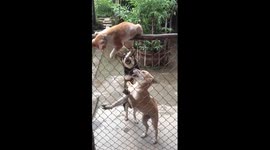 The smart cat escapes the pursuit of two ferocious dogs