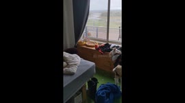 Cute and funny kid goat jumps on the bed and doesn't let his cat friends sleep
