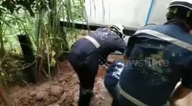 Mother dog and five puppies rescued from under flooded house during storm in Thailand