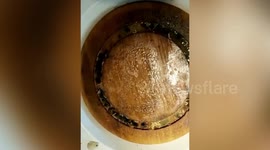 Chinese customer finds maggots crawling on tray at steak house