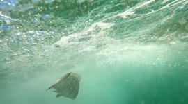 Wild fish at mediterranean sea pretend to be dead in front of a diver