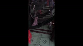 Adorable puppy sitting in a hammock panicly bites himself in the mirror