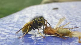 Even this wasp washes its hands before eating moth