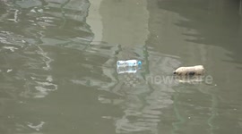 Bamboo rafts used to collect pollution on canals in Bangkok