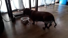 Funny chase and licking laser tag with our dog