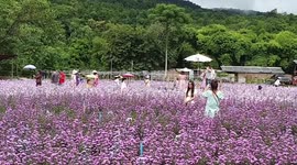 Visitors pose with beautiful purple Margaret flowers in northern Thailand