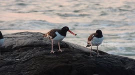 Oystercatchers in Marblehead, Massachusetts