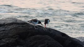 Oystercatchers Eating