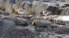 American Oystercatchers Eating Mollusks in Massachusetts