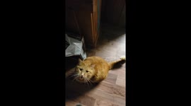 Cat loves his treats ( follows around and begs then does trick)