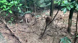 Wild boars disrupt Hong Kong after sightings increase in urban city