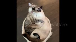 Adopted cat and new sibling have 'cuddle session' after becoming 'inseparable'